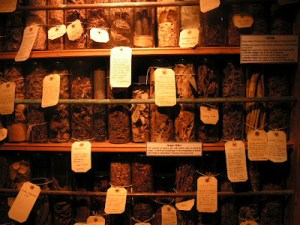 Witches-Herbal-Cupboard