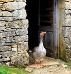 9975d2253a38ba2a272156adea13a1d0