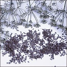 0dbdaa97179418c16e0f828d4e881783